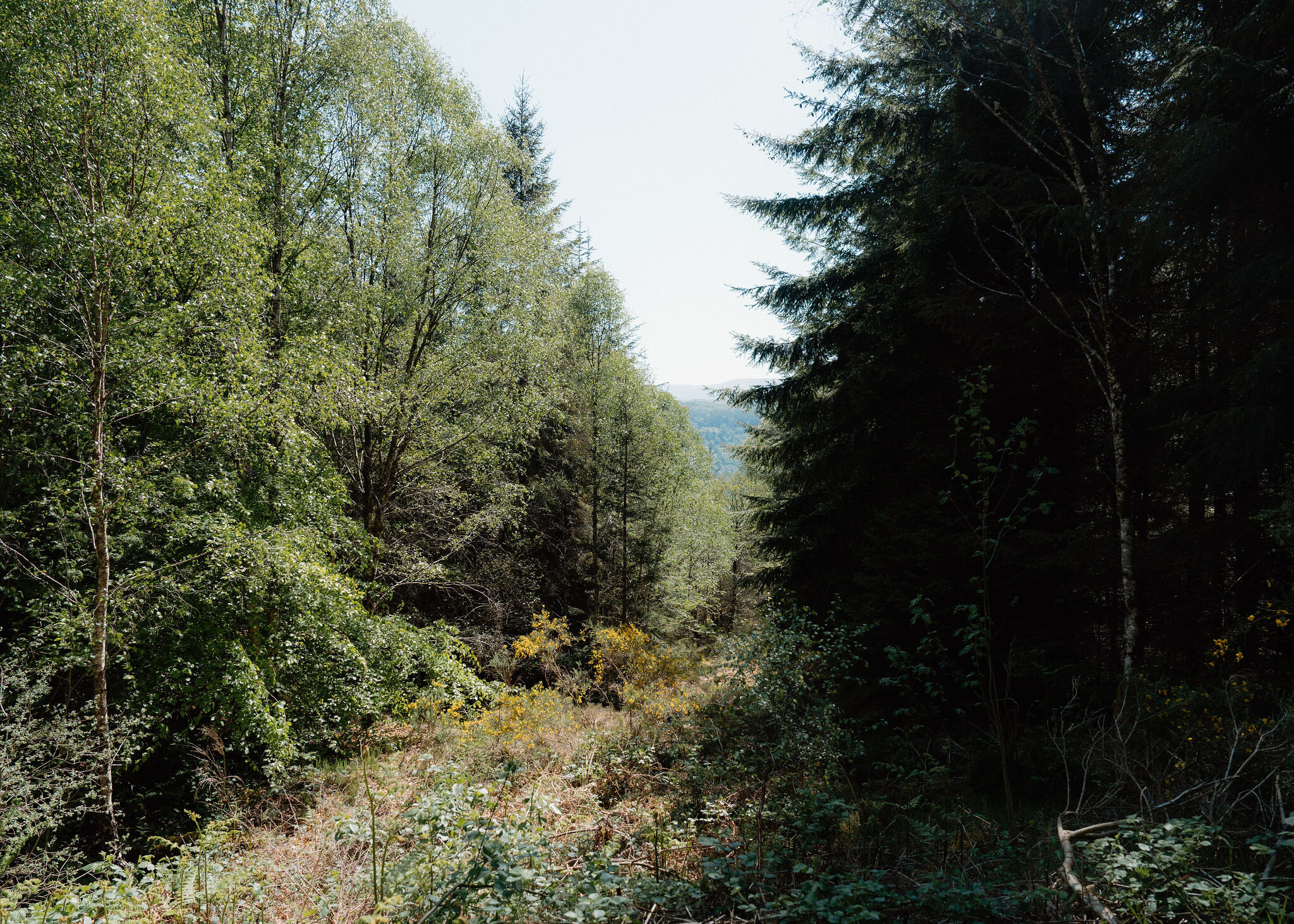 The Allt na Criche Trail walk above Fort Augustus
