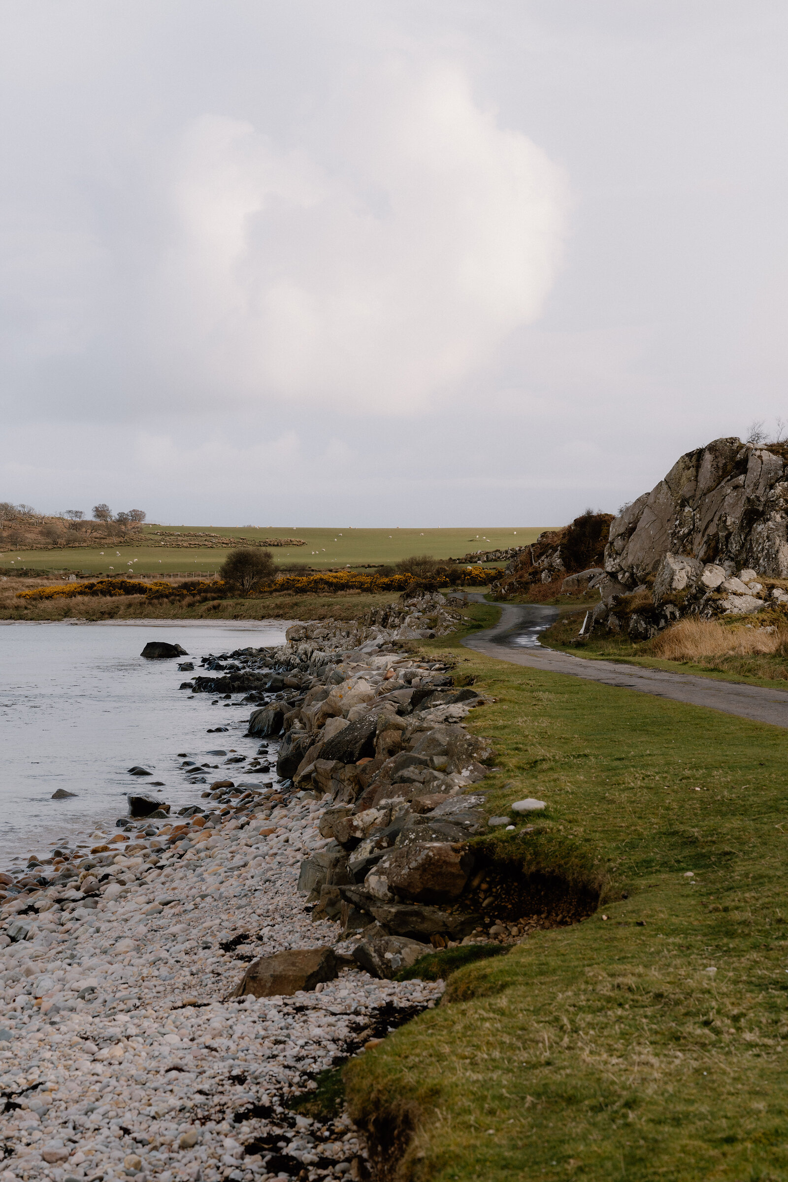 A coastal road winds along a rocky shore where sheep graze in a nearby field.