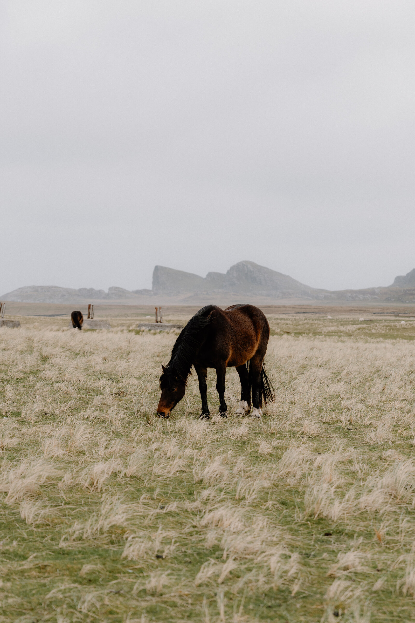 A horse grazes in long grass with jagged rock formations rising on the horizon.
