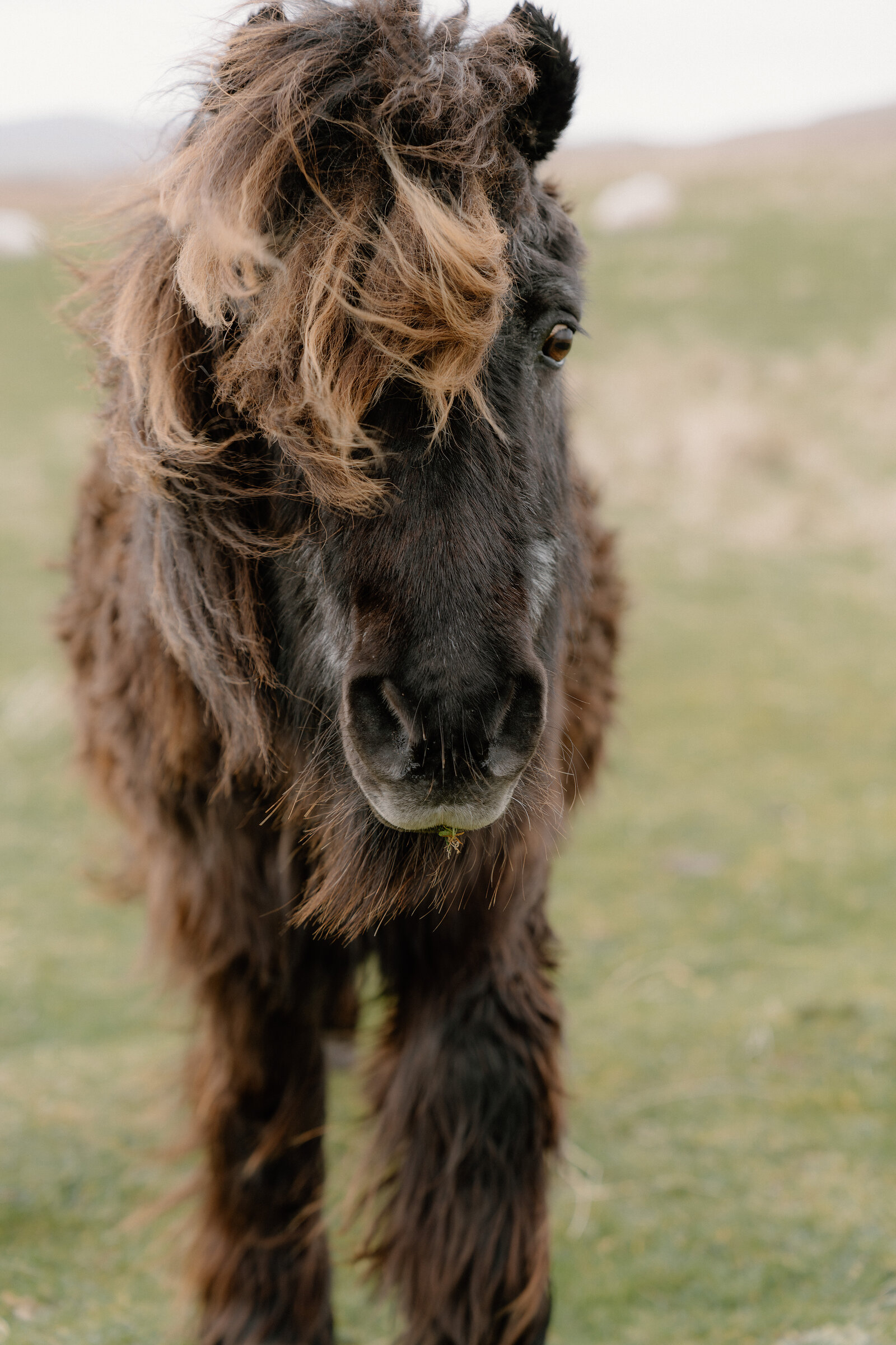 A shaggy-maned pony with windswept hair looks toward the camera in a grassy field.