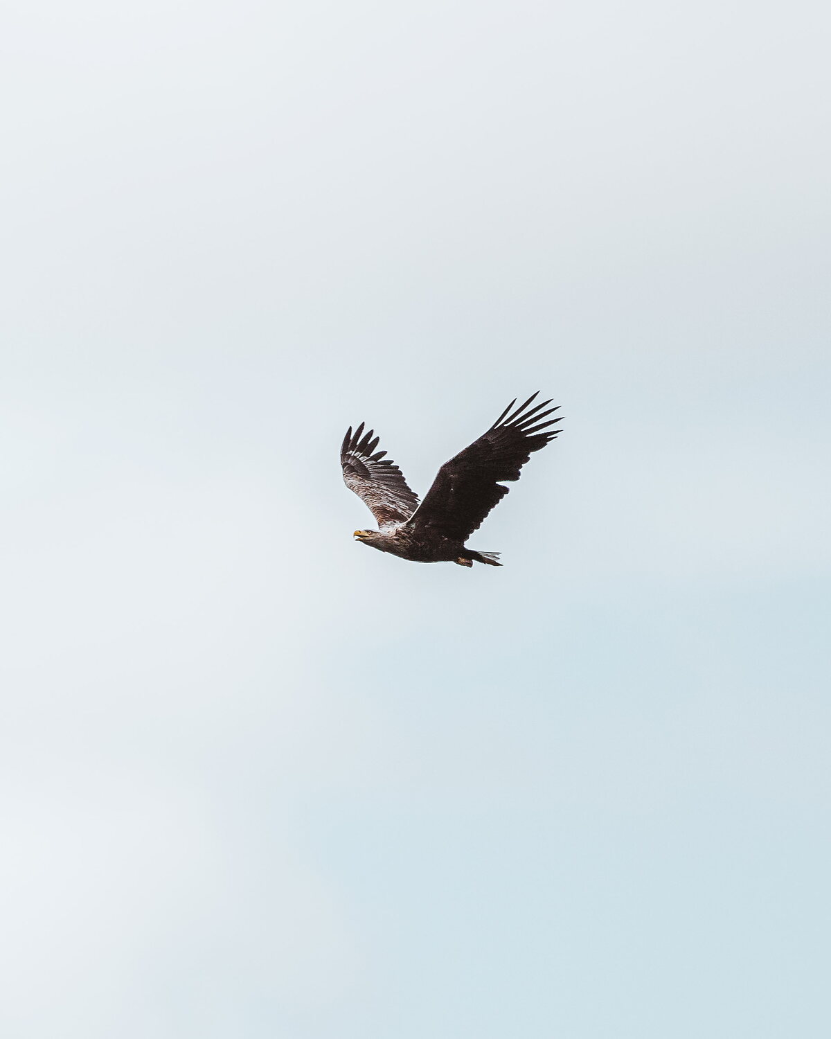 A white-tailed eagle flies with wings fully spread against a pale sky.