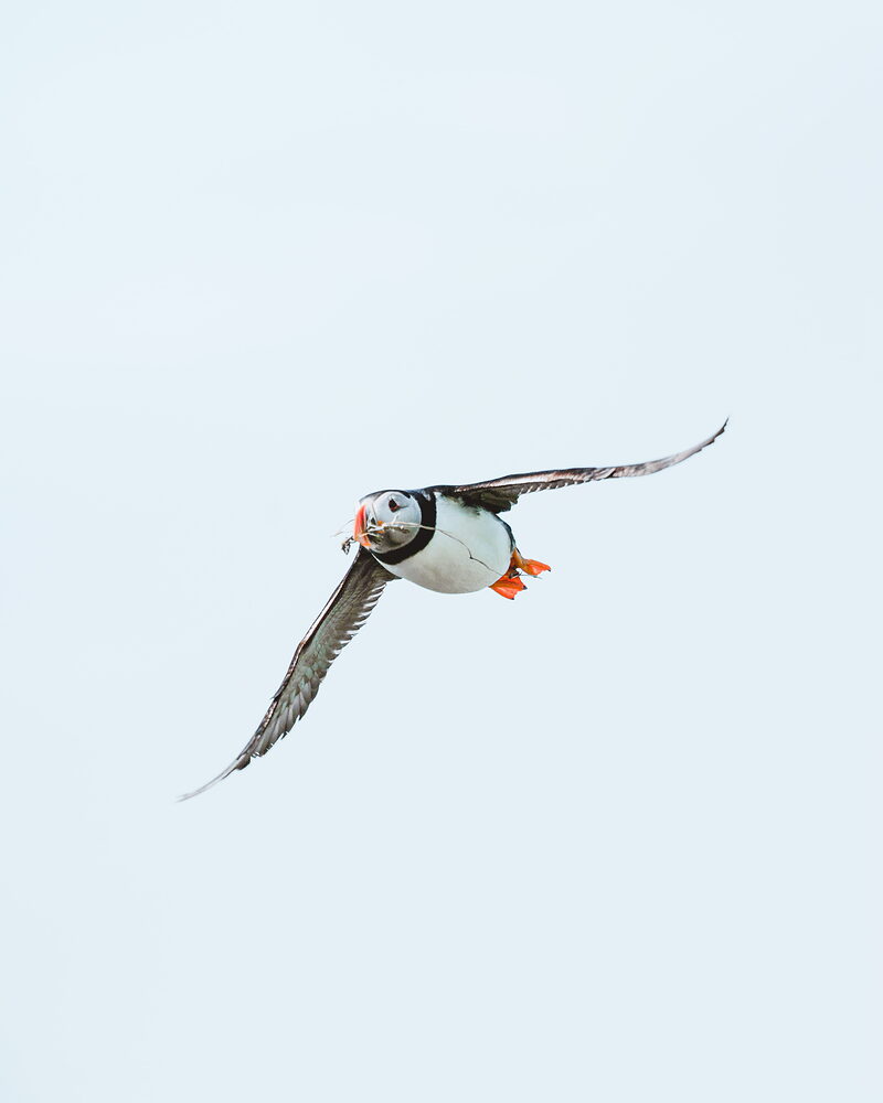 A puffin flies low over the sea, wings outstretched and beak slightly open against a pale sky.