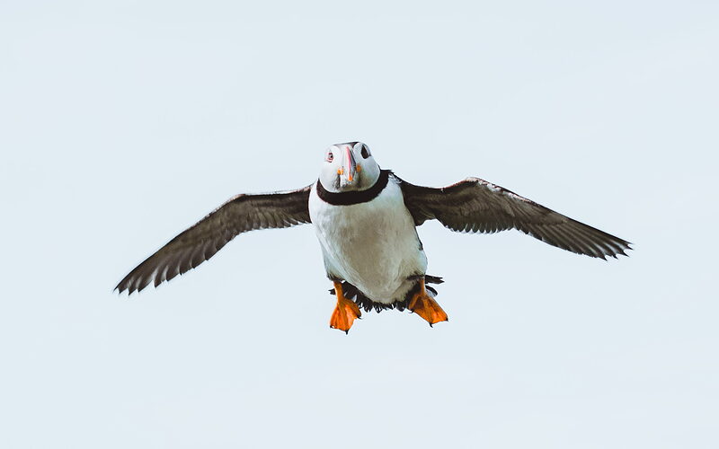 A puffin flies directly towards the camera, wings fully spread and bright orange feet dangling beneath it.