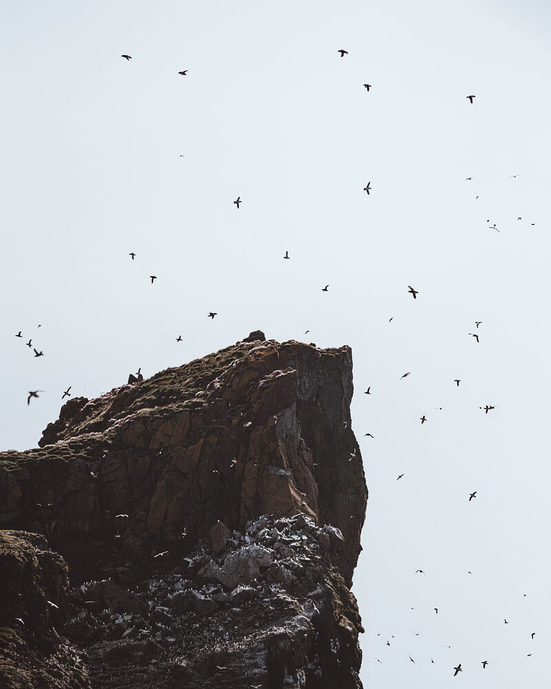A flock of seabirds wheels around a rugged rock stack, its ledges streaked white with guano against a pale sky.