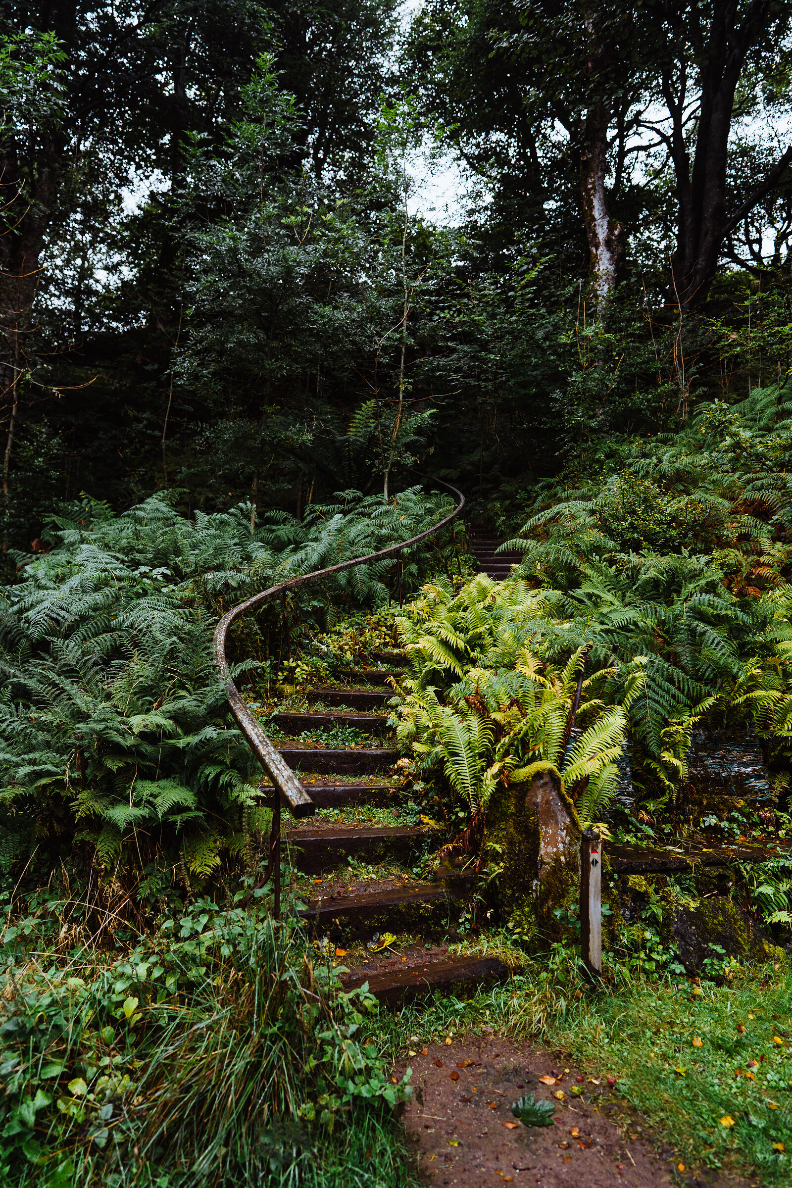 A curving timber staircase with a handrail climbs through dense ferns and woodland on a hillside.