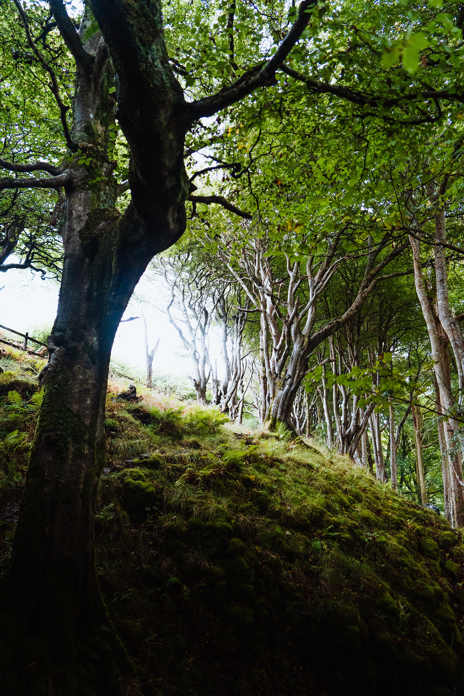Sunlight filters through the leaf canopy of gnarled beech trees rising from a moss-covered woodland bank.