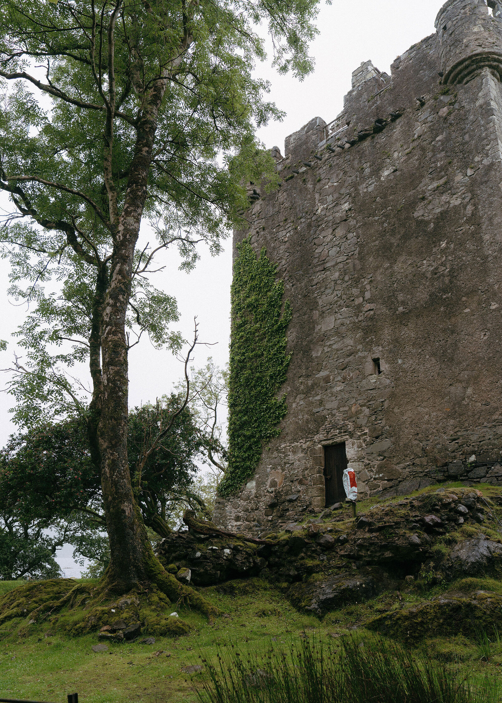 Another frame of the castle tower and tree, the grass and moss at its foot a little wider in the frame.