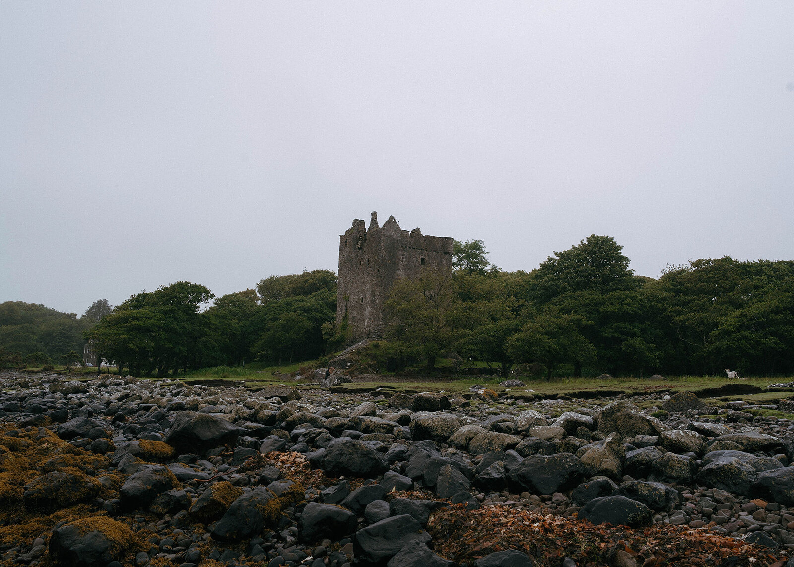 A landscape view of the castle tower among the trees, a wide foreground of wet stones and weed at low tide.