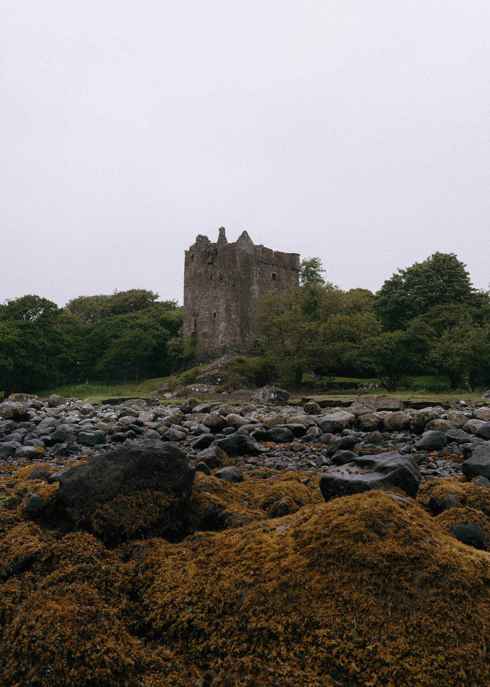 The castle tower beyond boulders thick with golden-brown seaweed, an upright frame taken low on the shore.