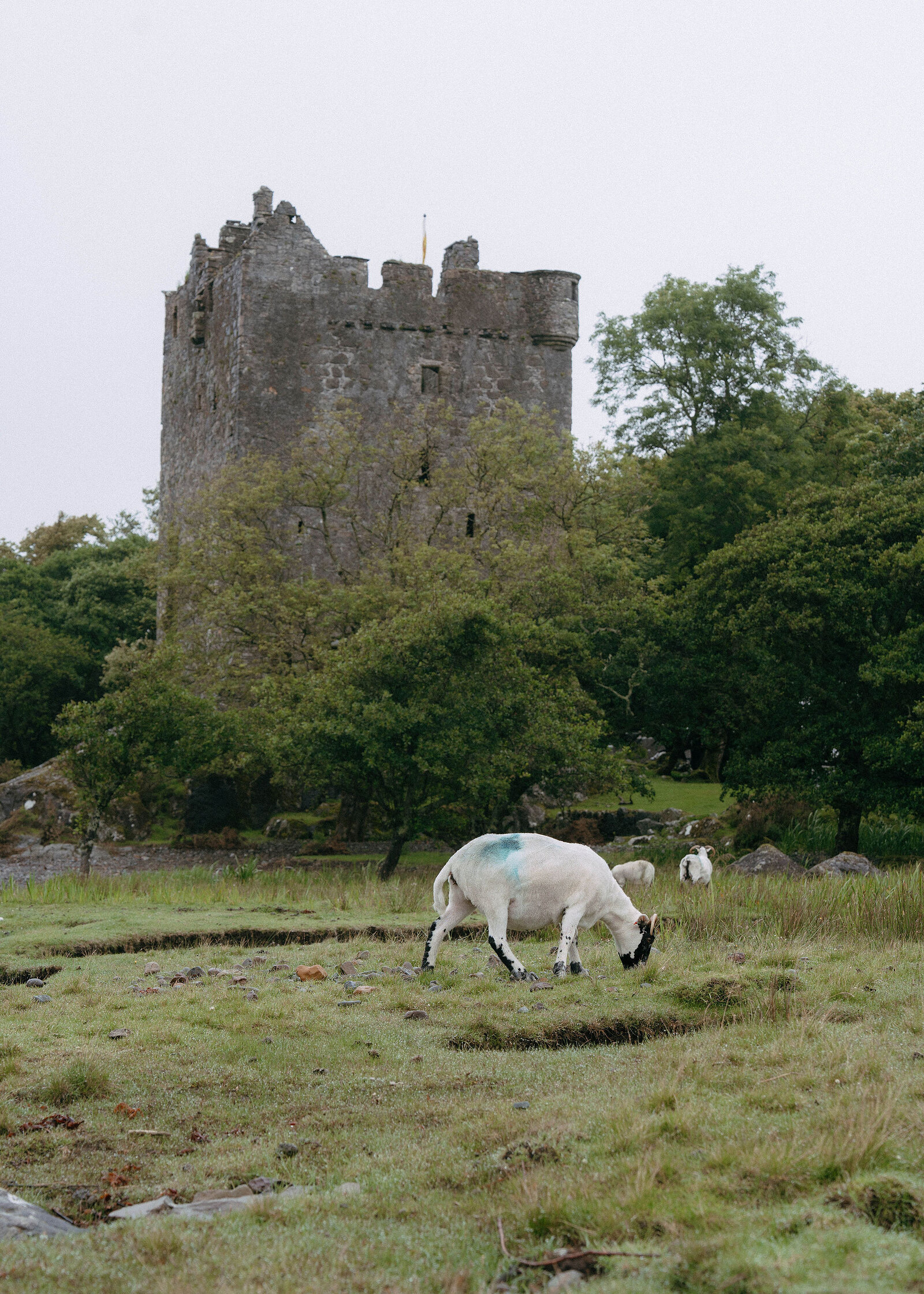 A blue-marked sheep grazing on the flat grass below the ruined tower of Moy Castle, others behind.