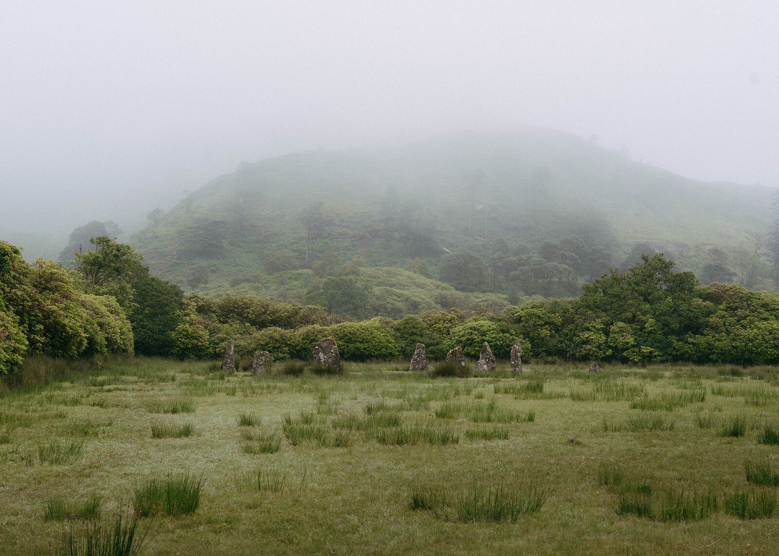 A landscape view of the stone circle across the rushy field, a mist-covered wooded hill rising behind.