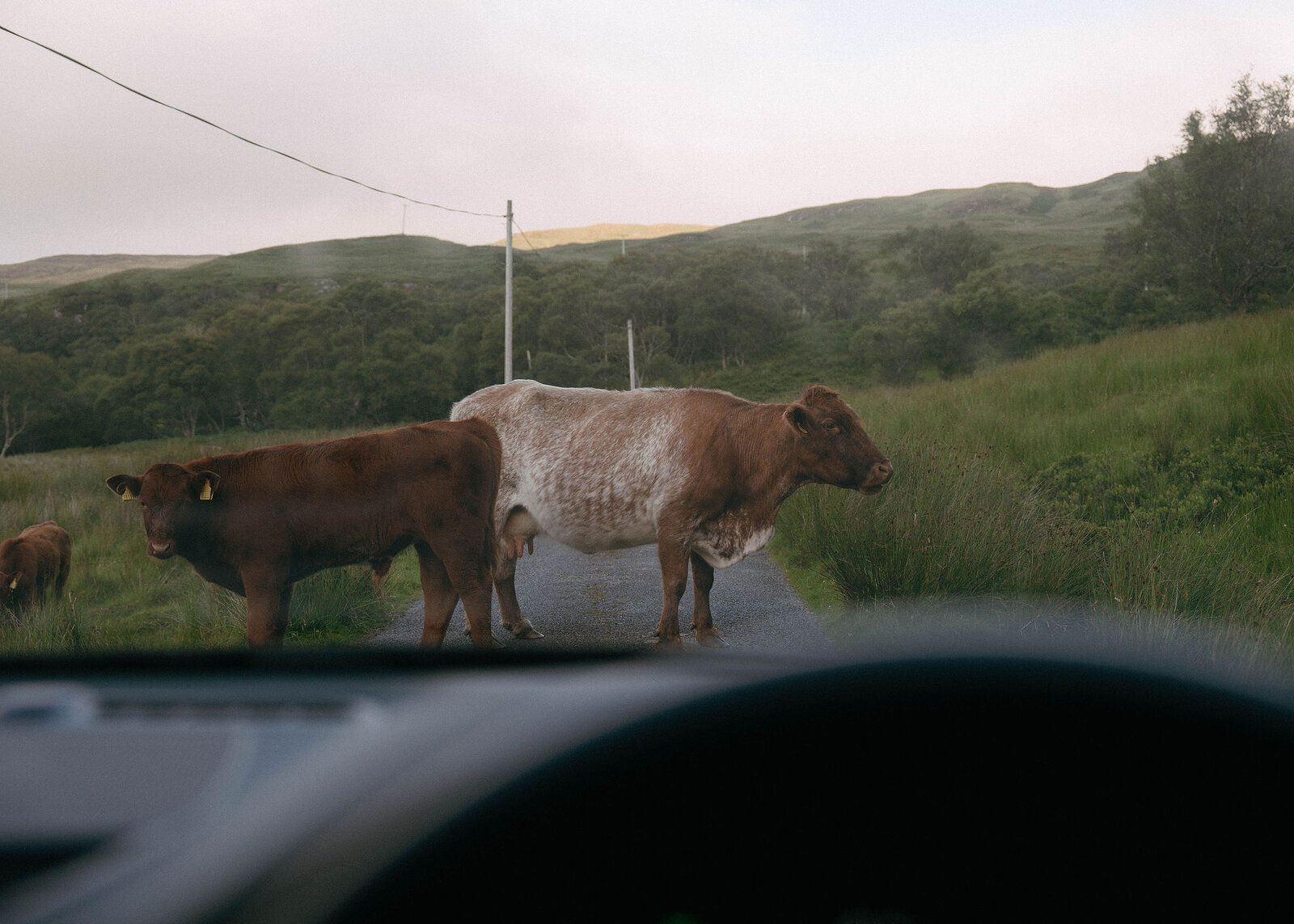 A landscape view through the windscreen of a cow and calf blocking the single-track road below wooded hills.