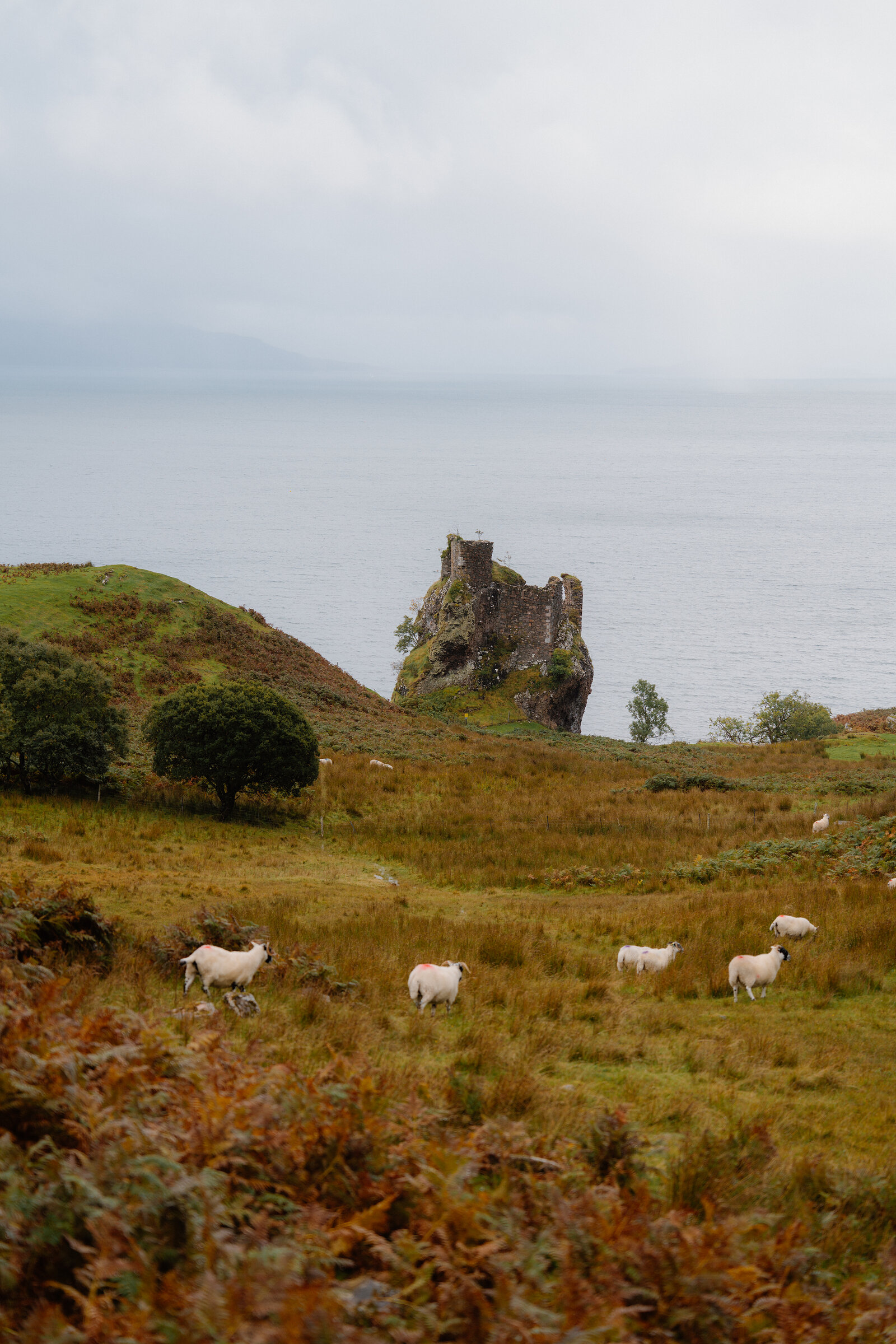Sheep graze in a field below a ruined castle perched on a rocky sea stack.