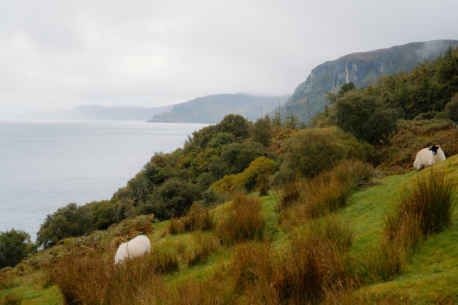 Sheep graze on a grassy coastal slope above cliffs wreathed in mist.