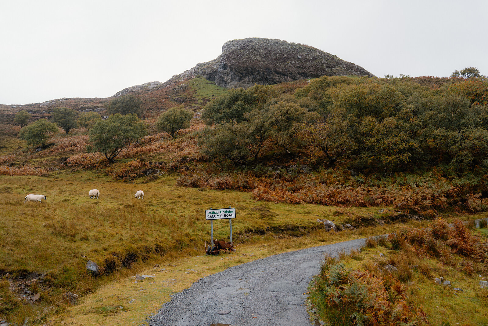 A sign reading 'Rathad Chaluim, Calum's Road' stands beside a winding hill road where sheep graze.