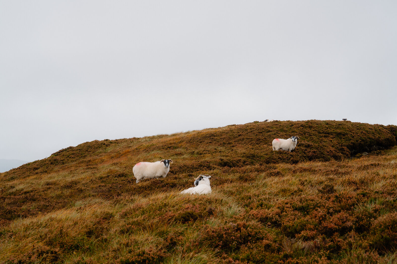 Three sheep stand on a misty grassy hillside.