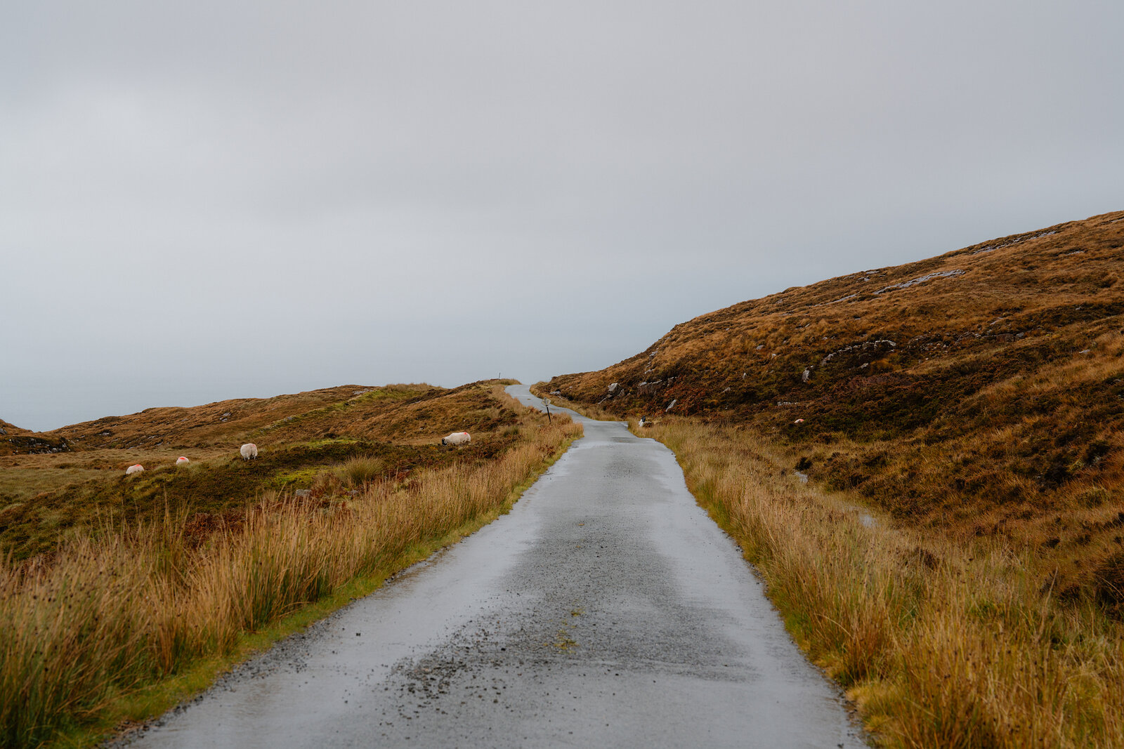 A wet single-track road winds between grassy hillsides where sheep graze.