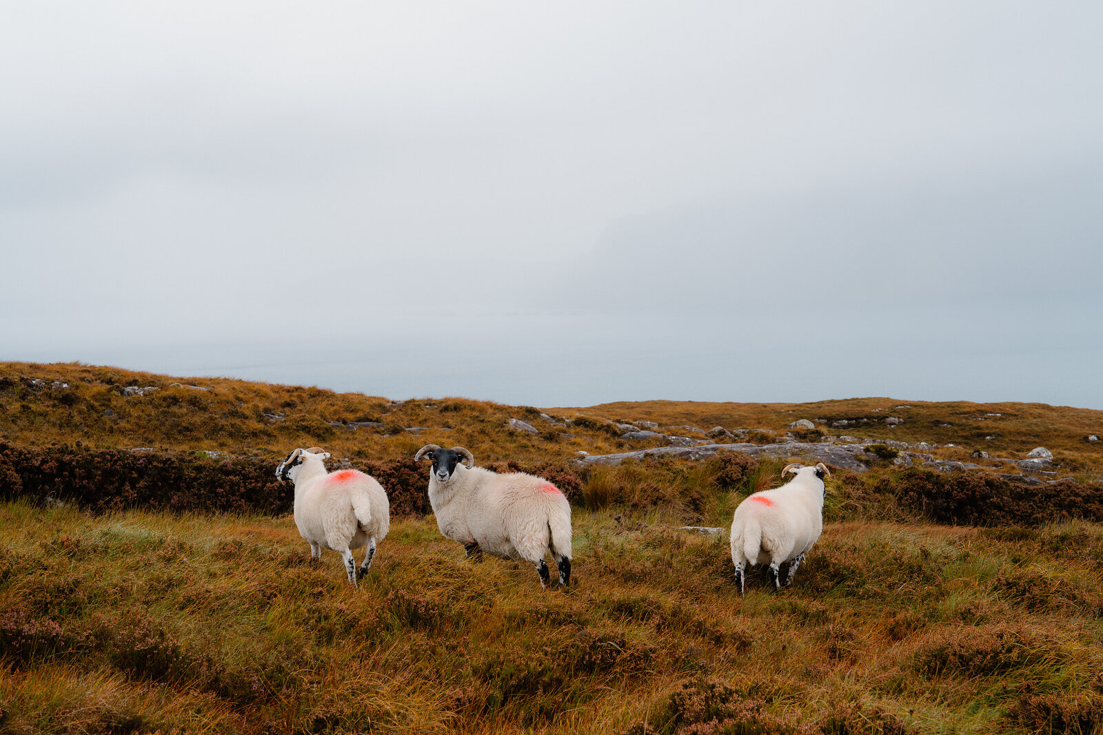 Three sheep graze on a grassy, rock-strewn hillside.