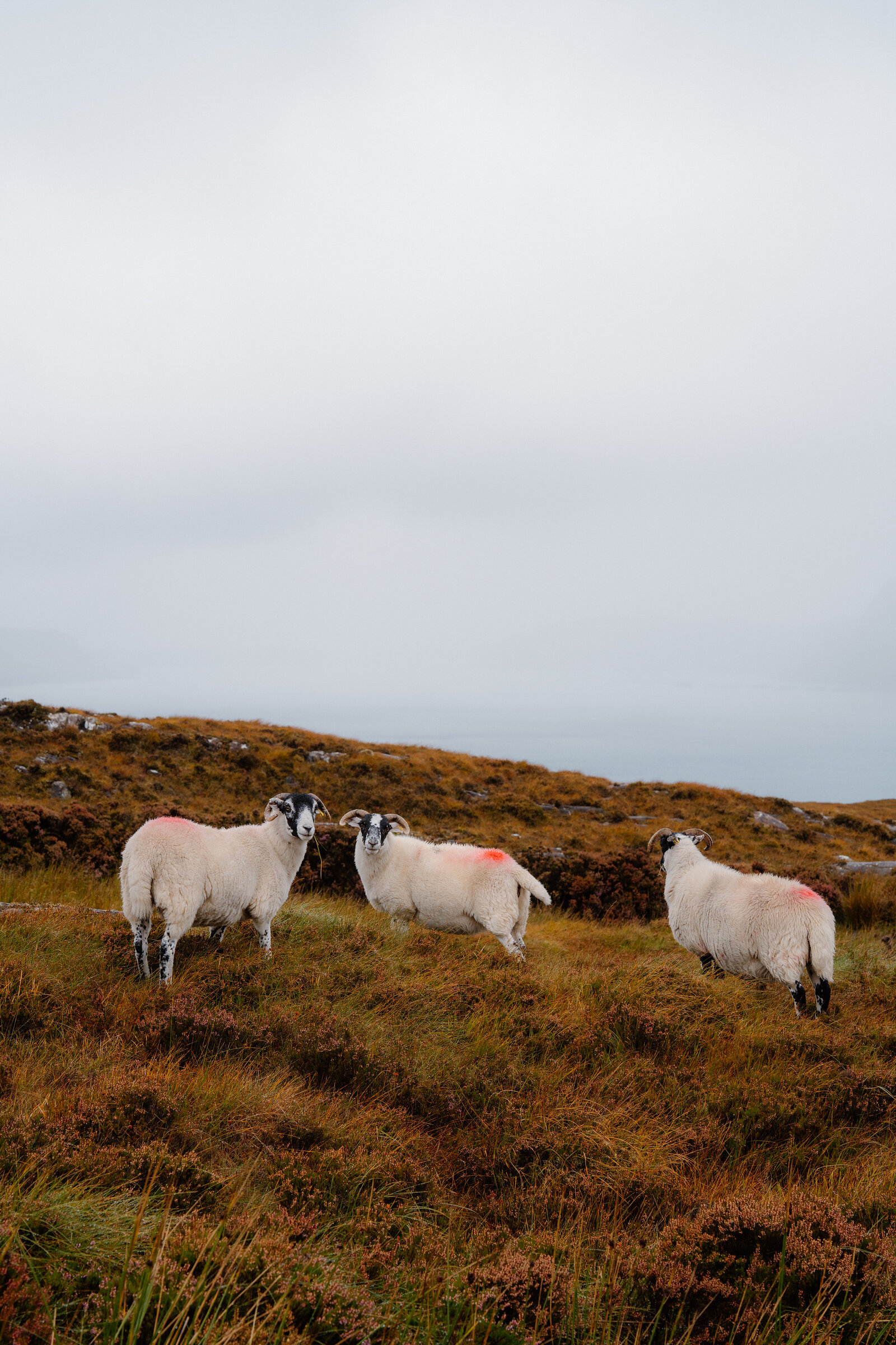 Three sheep stand together on a hillside beneath an overcast sky.