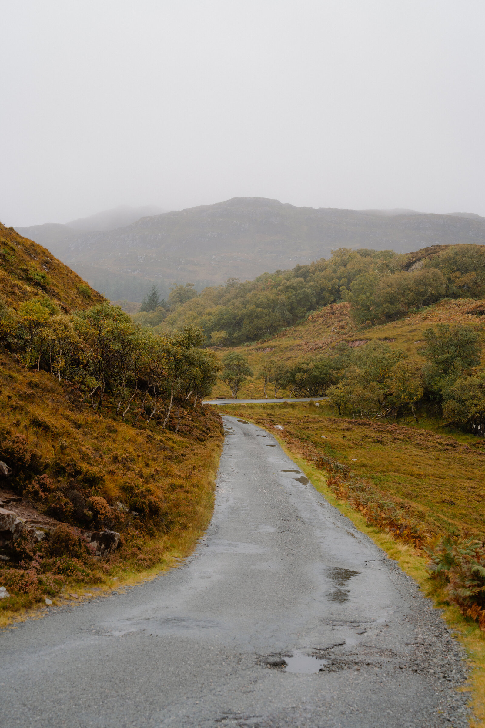 A misty single-track road winds through a wooded glen toward a loch.