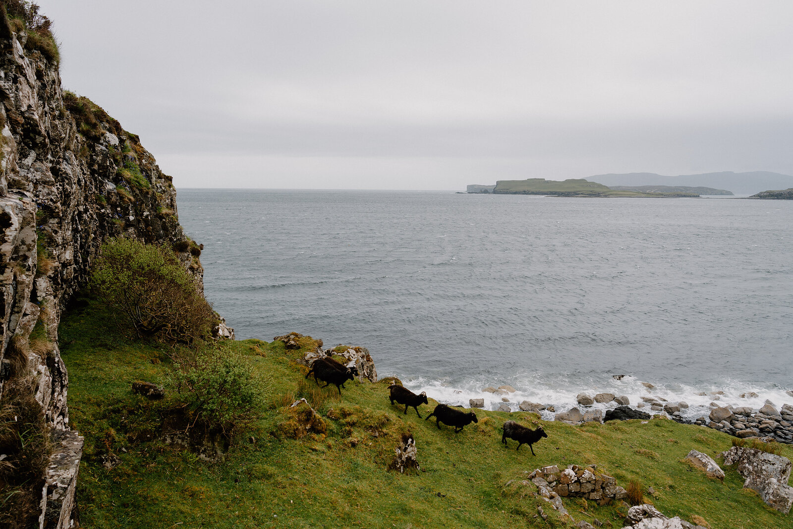 Goats graze on a grassy clifftop above the sea on the Isle of Skye.