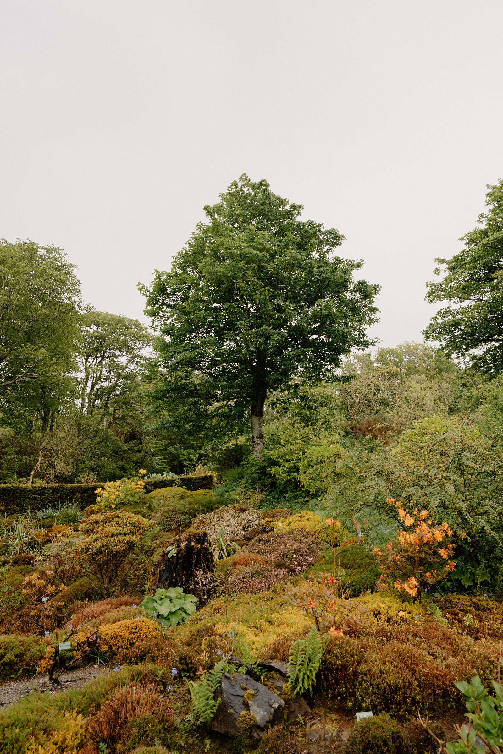 Autumn-coloured shrubs and a mature tree line a garden bed at Dunvegan Castle.