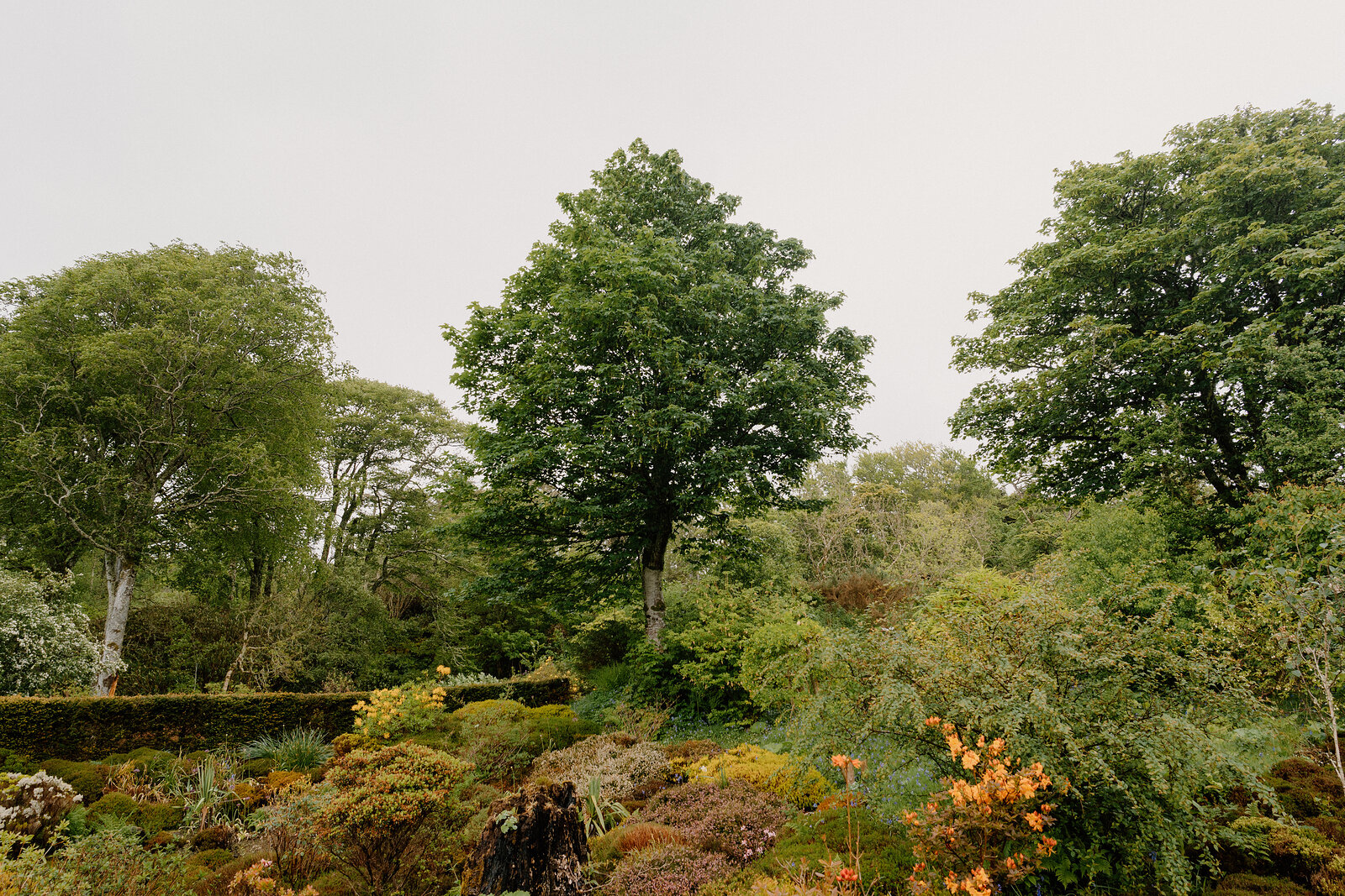 Mature trees rise above a dry stone wall and flowering shrubs in Dunvegan Castle's garden.