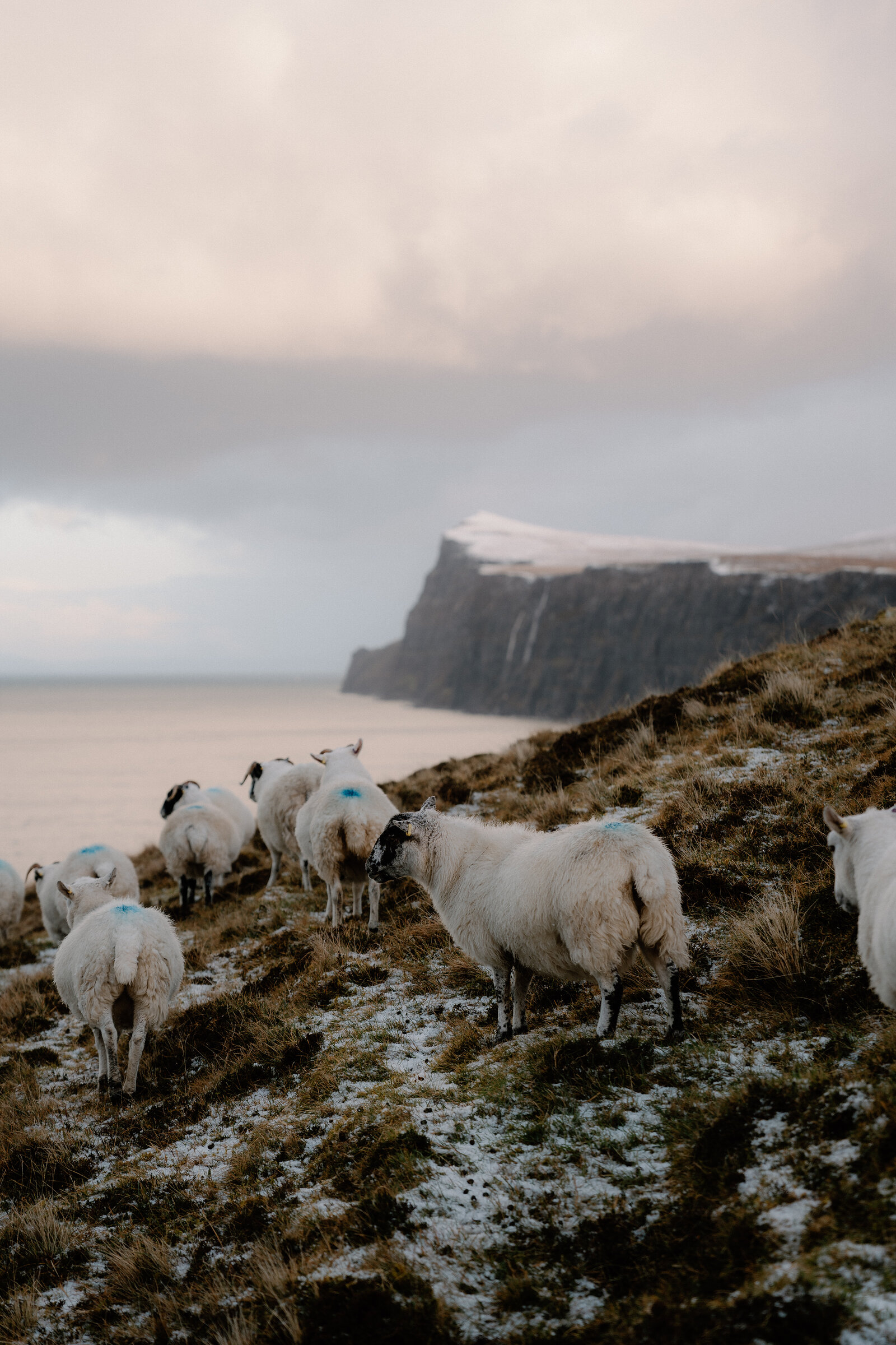 Sheep graze a snow-dusted clifftop above the sea on the Isle of Skye, a headland visible beyond.