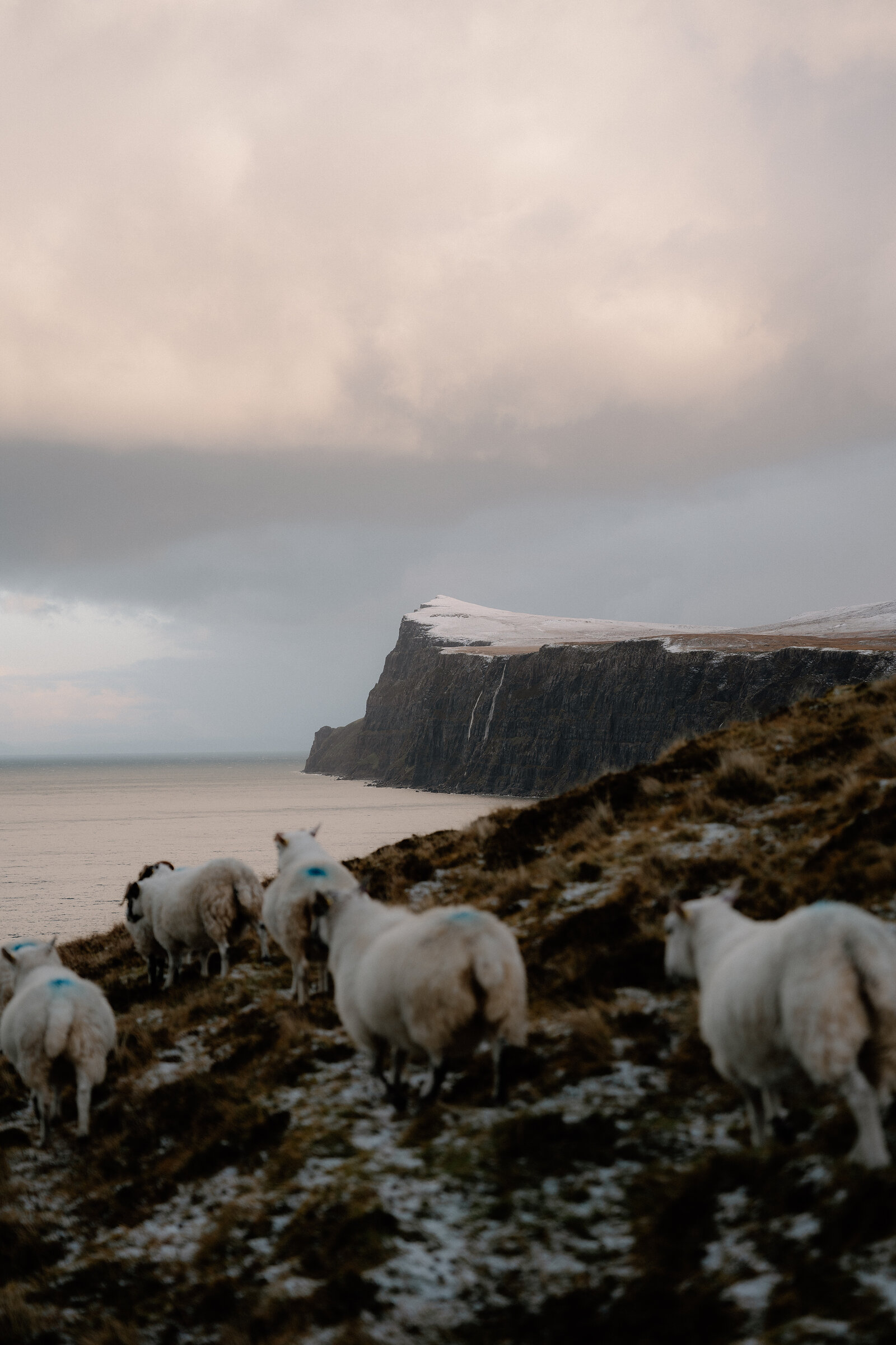 Sheep graze a clifftop above the sea on the Isle of Skye, a snow-capped headland in the distance.