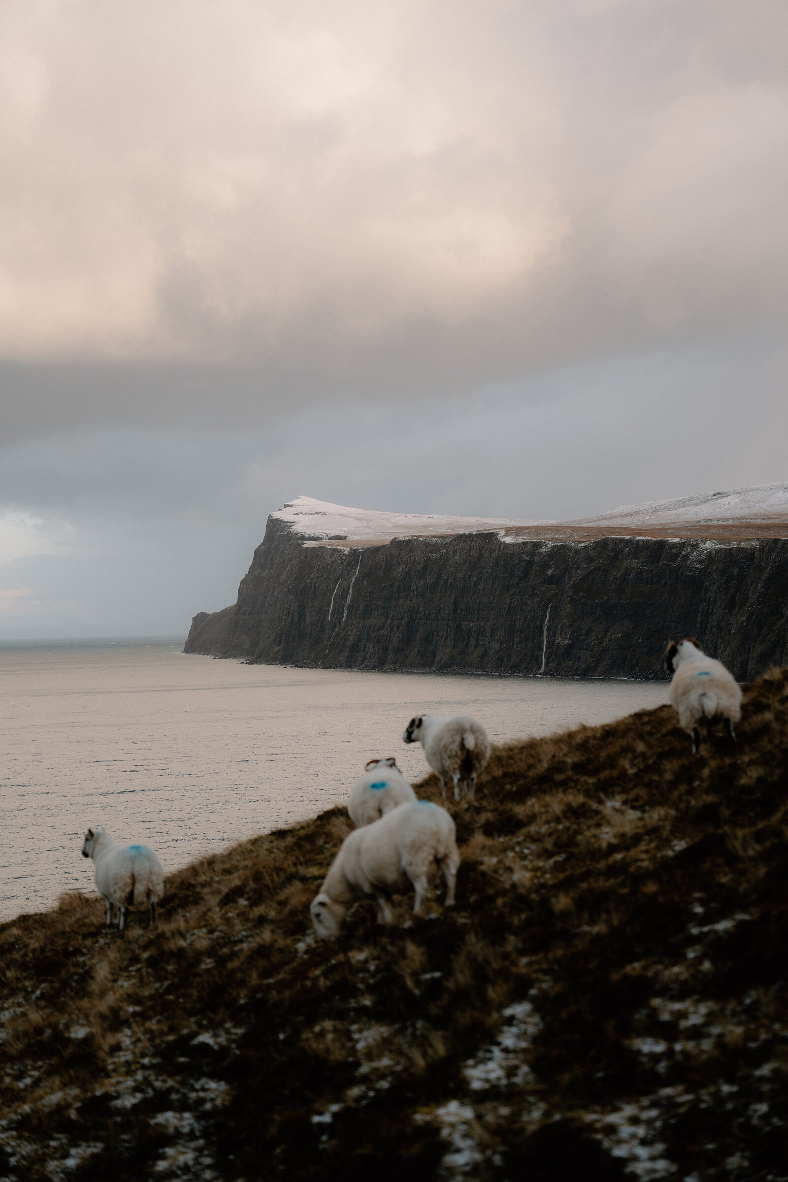Sheep graze a clifftop overlooking the sea on the Isle of Skye, a dark headland streaked with waterfalls beyond.