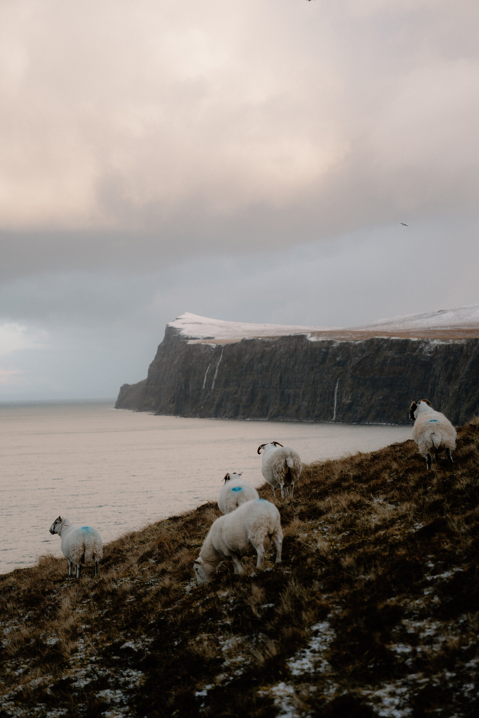 Sheep graze a clifftop above the sea on the Isle of Skye, a bird flying over the distant headland.