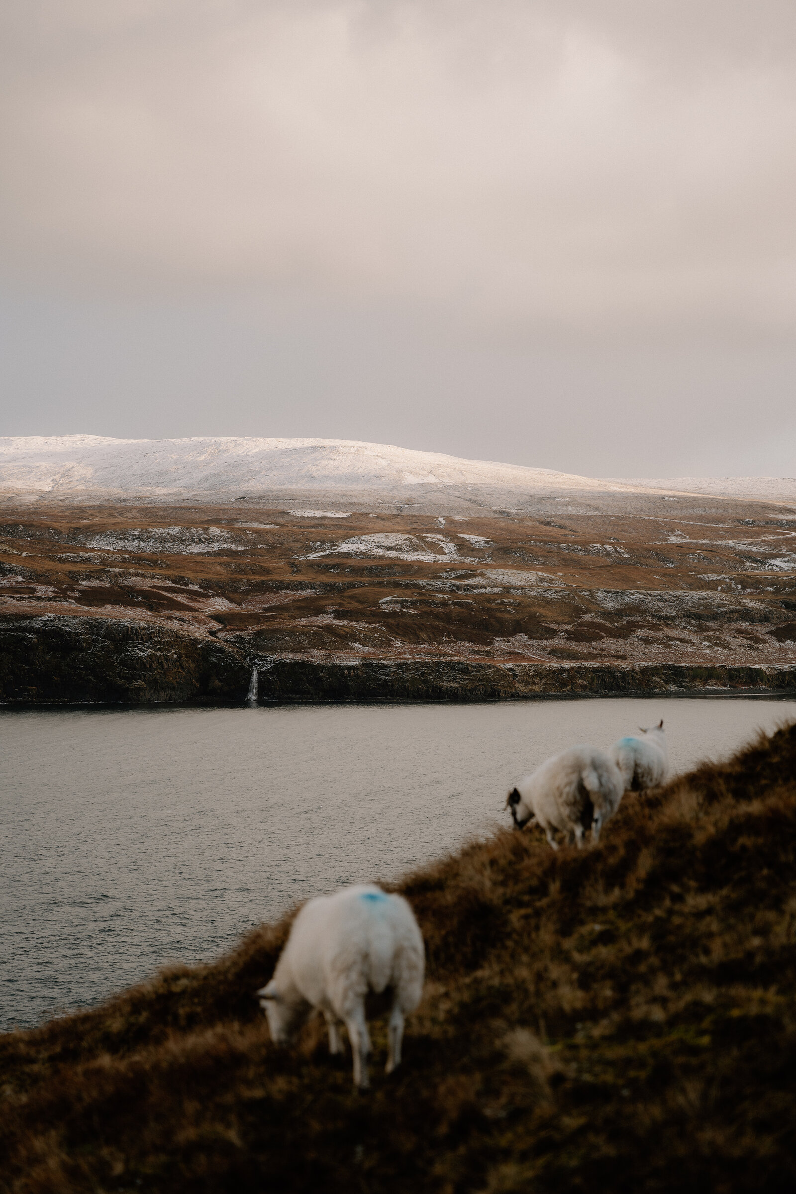 Sheep graze a clifftop above a loch on the Isle of Skye, snow-dusted hills rising beyond.