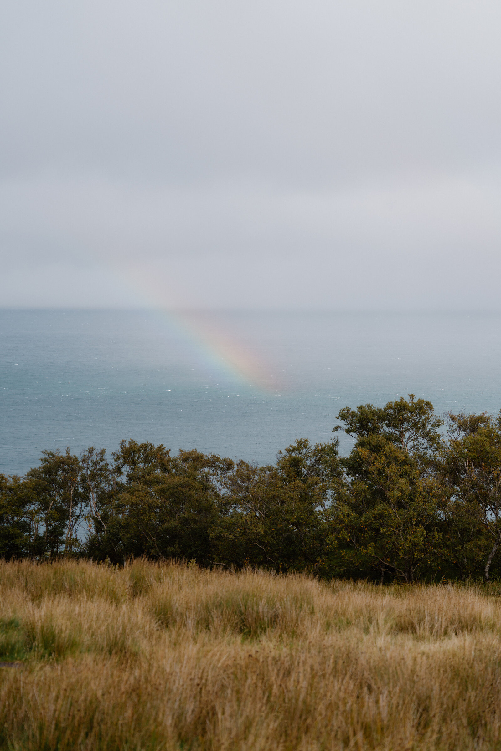 A faint rainbow arcing over the sea beyond a fringe of trees and long grass