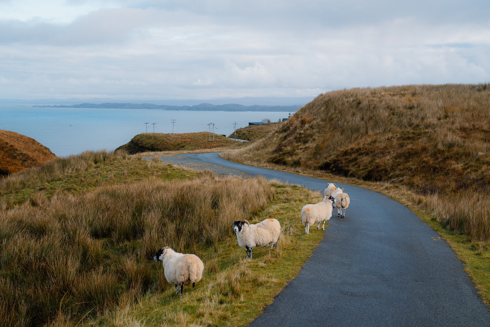 Sheep grazing beside a single-track coastal road, the sea and wind turbines visible in the distance