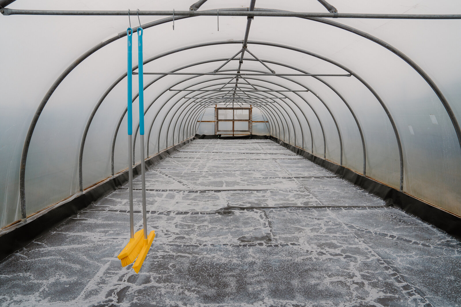 Two yellow-bristled scoops hang above a frost-dusted tarpaulin inside a polytunnel at Isle of Skye Sea Salt Company.