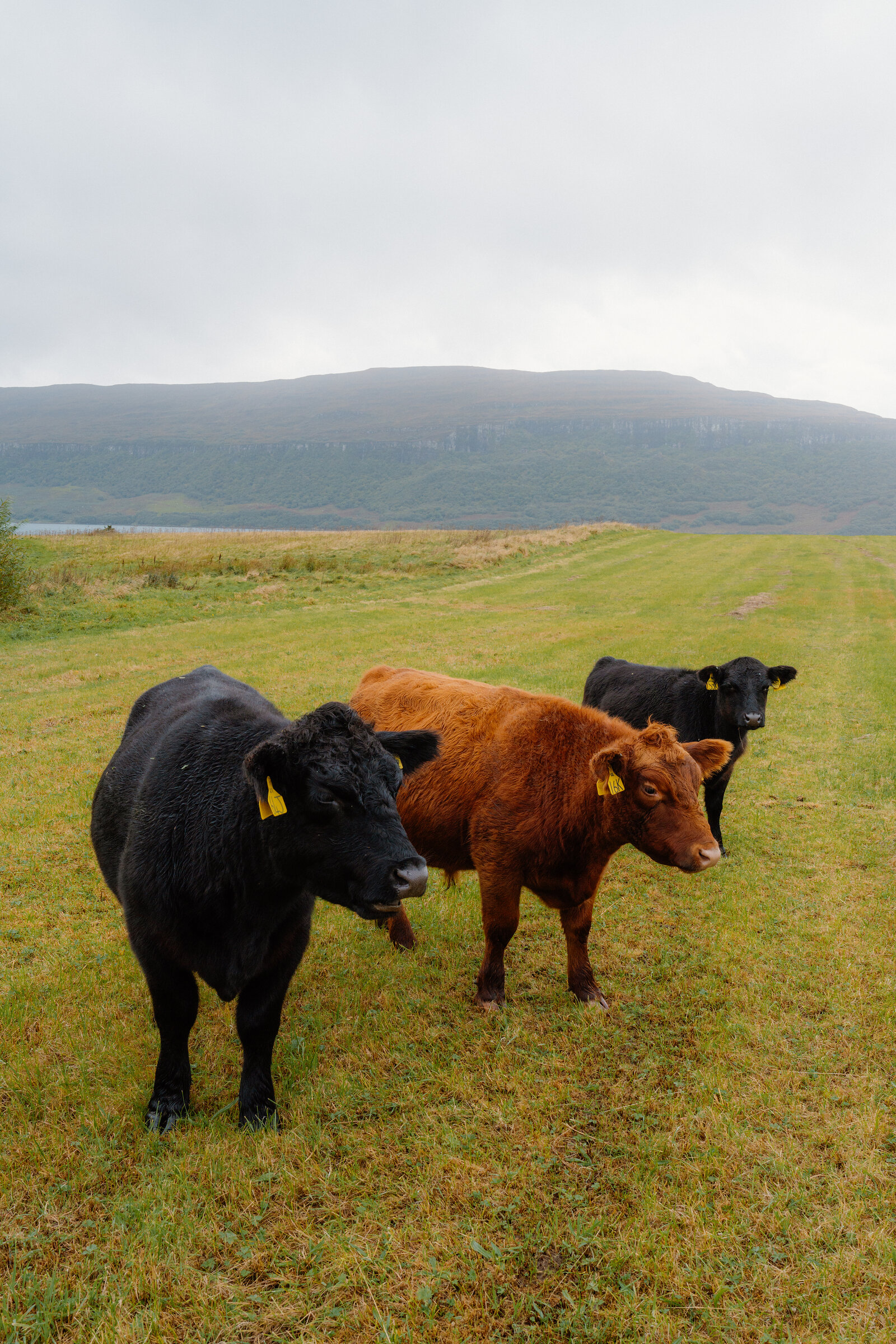 Three cattle with ear tags standing in a field beside a loch, hills rising beyond
