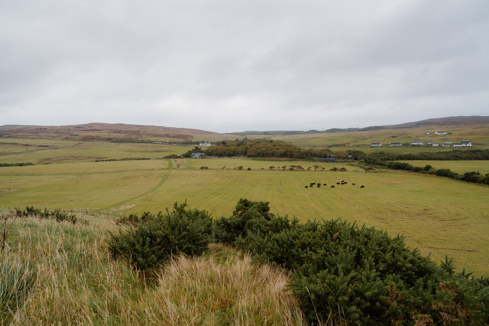 Cattle grazing in a field bordered by dry-stone walls, hills rising beyond a scattering of farm buildings