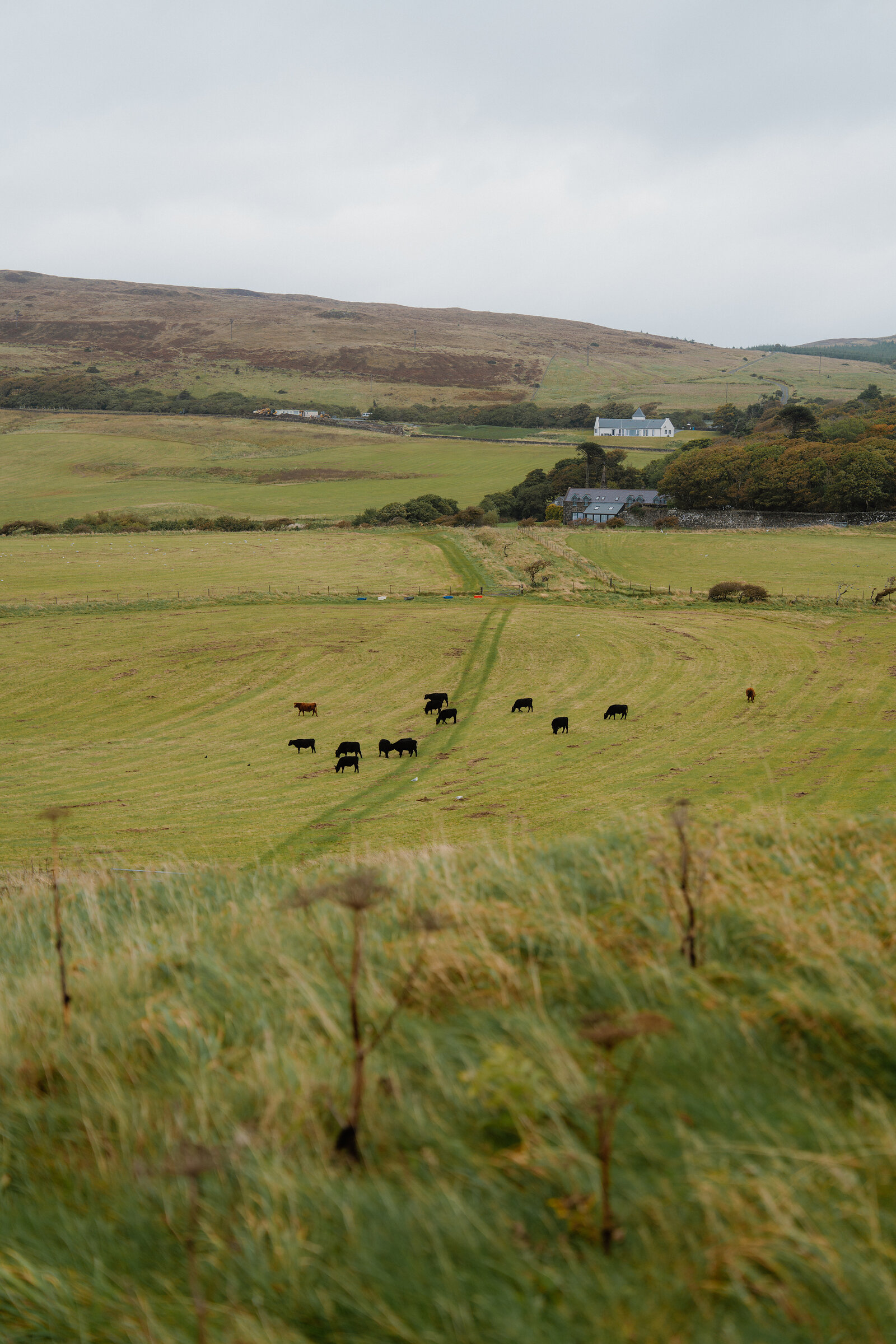 Black cattle grazing in a field before a white farmhouse, hills rising beyond