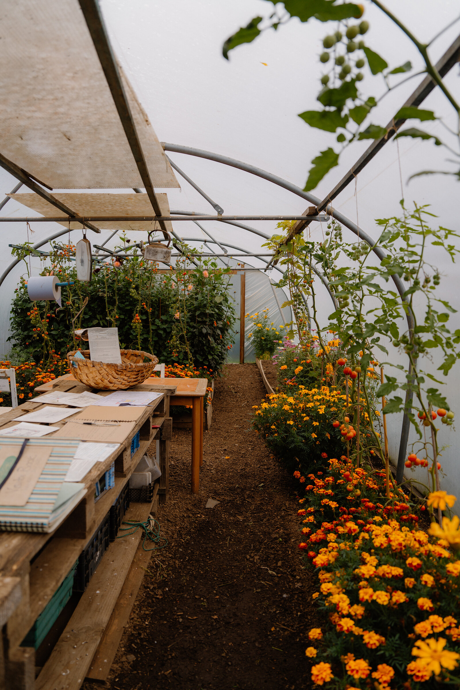 Marigolds and tomato vines line a polytunnel path beside a wooden potting table.