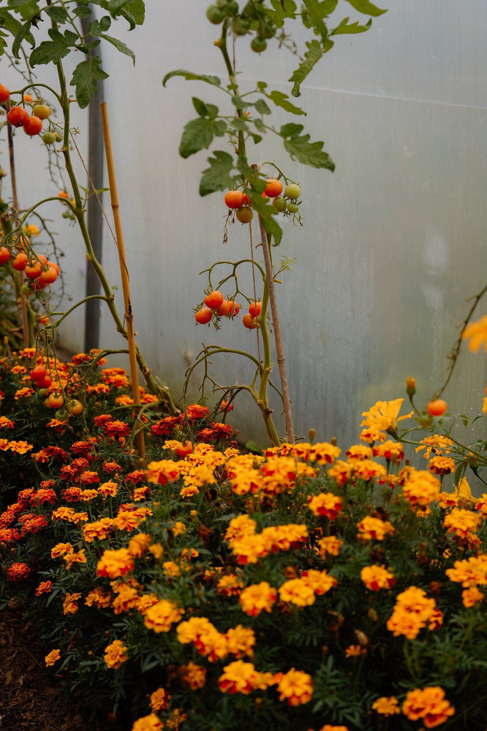 Ripening tomatoes hang above marigolds in a misted polytunnel.