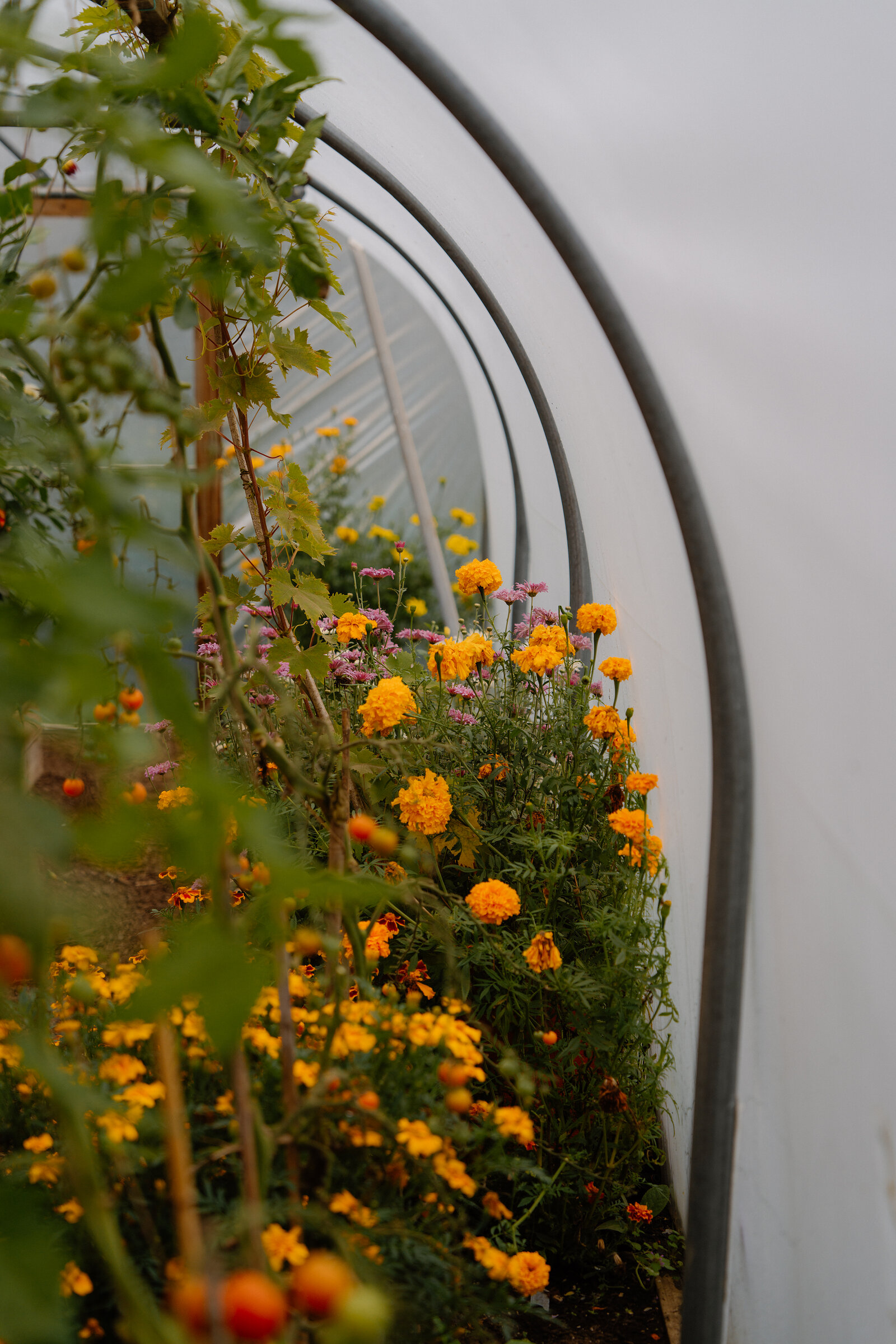 Marigolds and dahlias fill a raised bed inside a polytunnel.