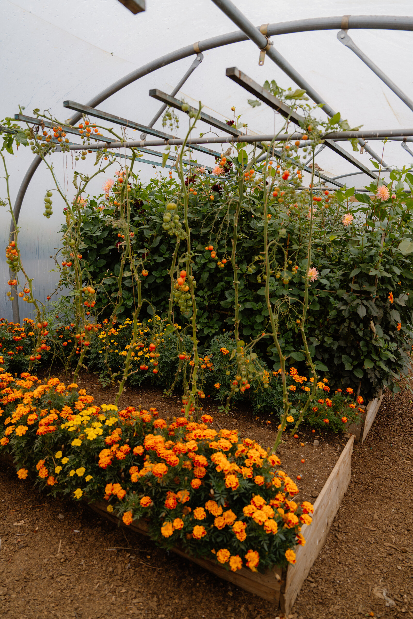 Trailing tomato vines and marigolds fill a wooden raised bed inside a polytunnel.
