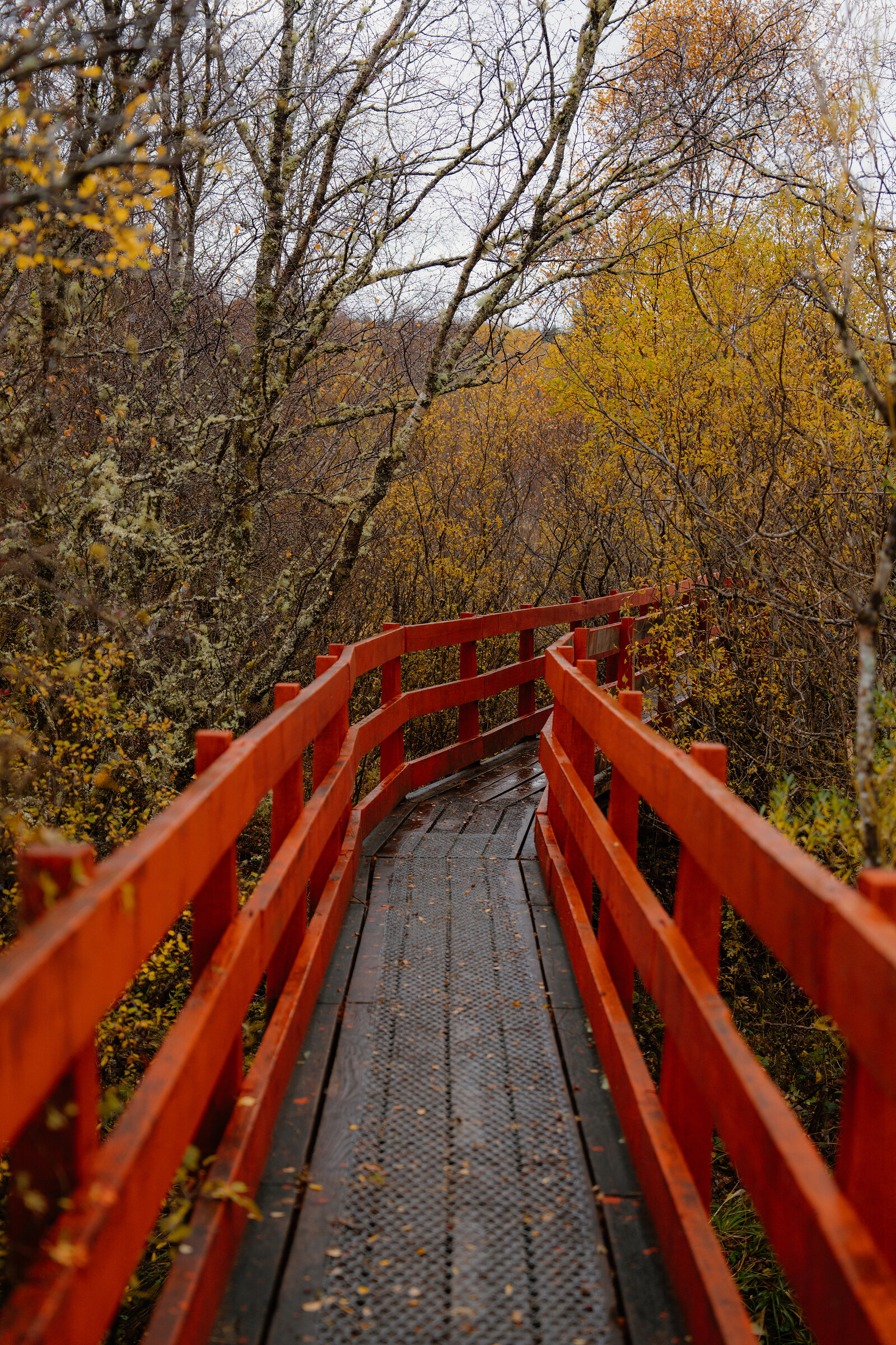 The red wooden footbridge to St Columba's Island crosses a gap in the autumn woodland, its boards leading into a tunnel of golden leaves.