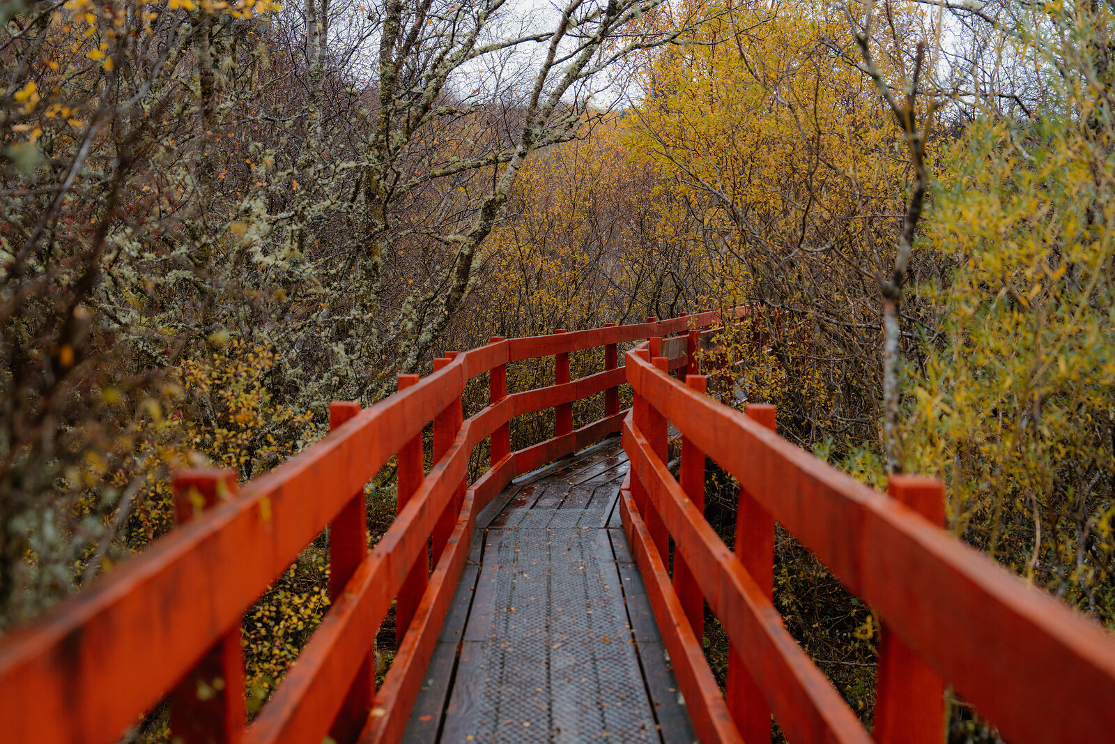 The red-railed footbridge at St Columba's Island curves through bare and golden-leaved trees toward the path ahead.