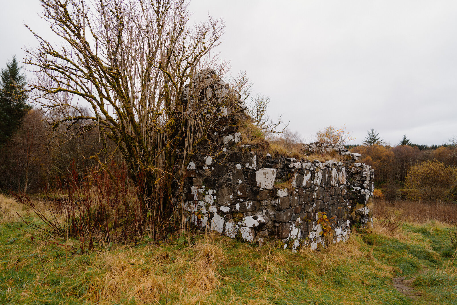 A lichen-covered stone ruin stands beside a bare shrub at St Columba's Island, its rubble walls patched with moss.
