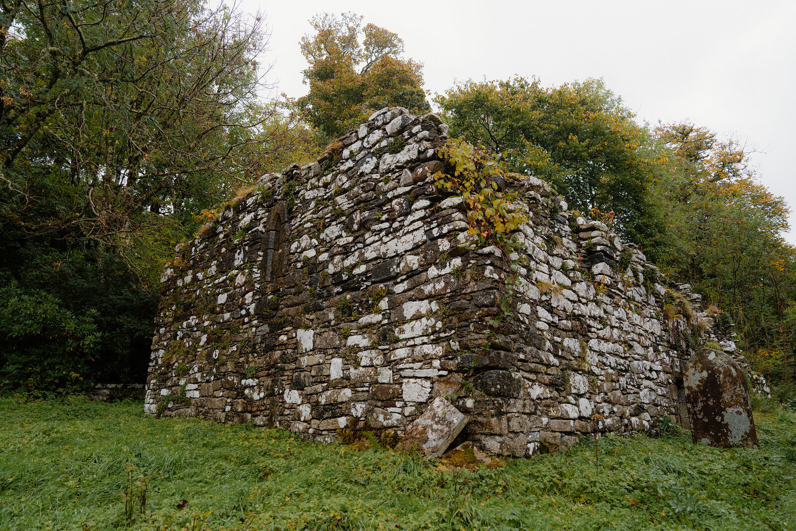 The roofless walls of St Moluag's Chapel on Raasay among autumn trees, patched with moss and lichen.