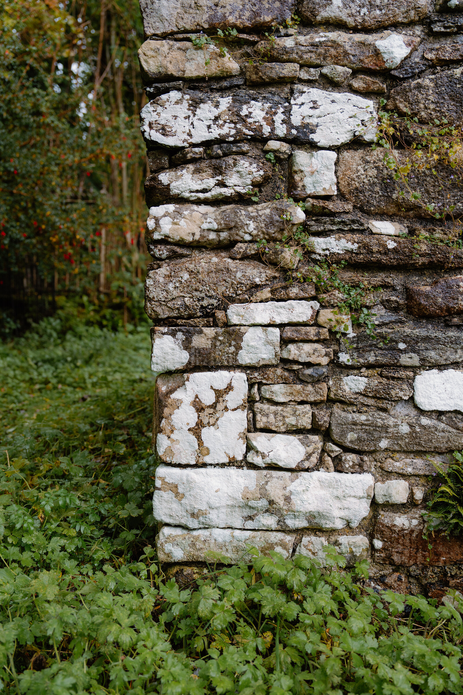 Lichen-mottled stone at the corner of St Moluag's Chapel on Raasay, ivy and grass at its foot.
