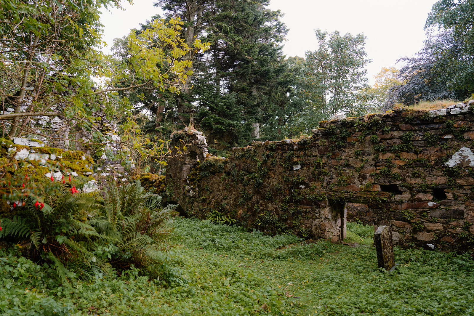 The ruined walls of St Moluag's Chapel among conifers on Raasay, a flowering shrub and ferns at their base.