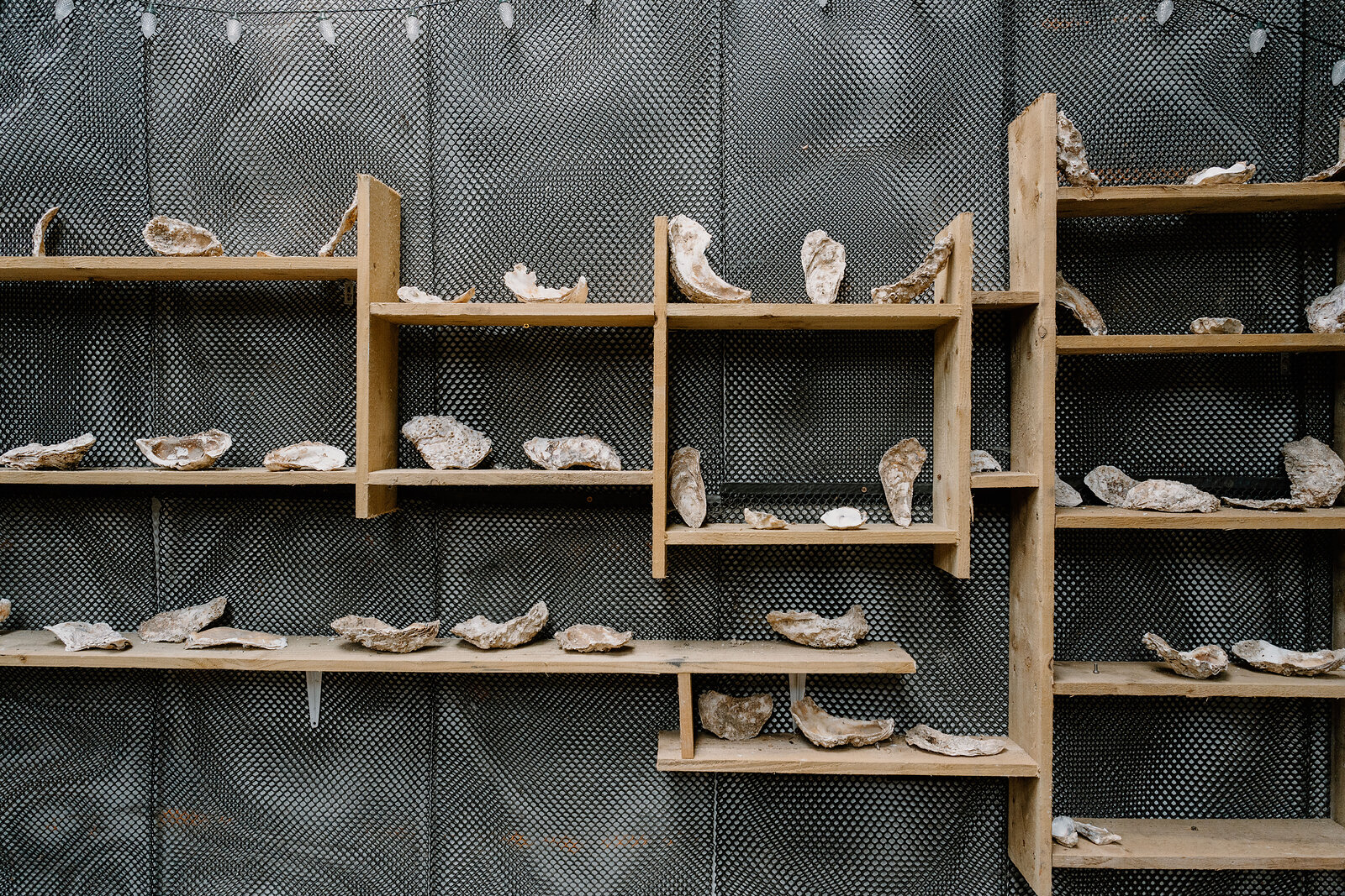 Rows of wooden shelving display empty oyster shells against a dark mesh wall, strung with fairy lights.