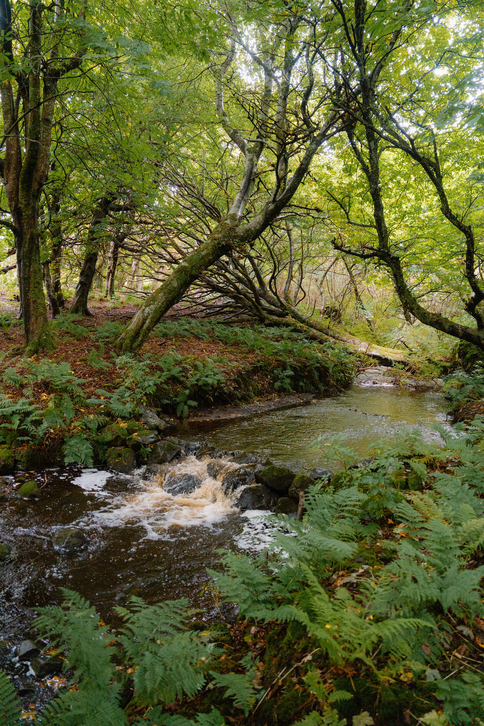 A small waterfall tumbles over mossy rocks beneath overhanging trees in a fern-lined woodland stream.